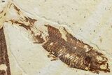 Two Detailed Fossil Fish (Knightia) - Wyoming #234215-2